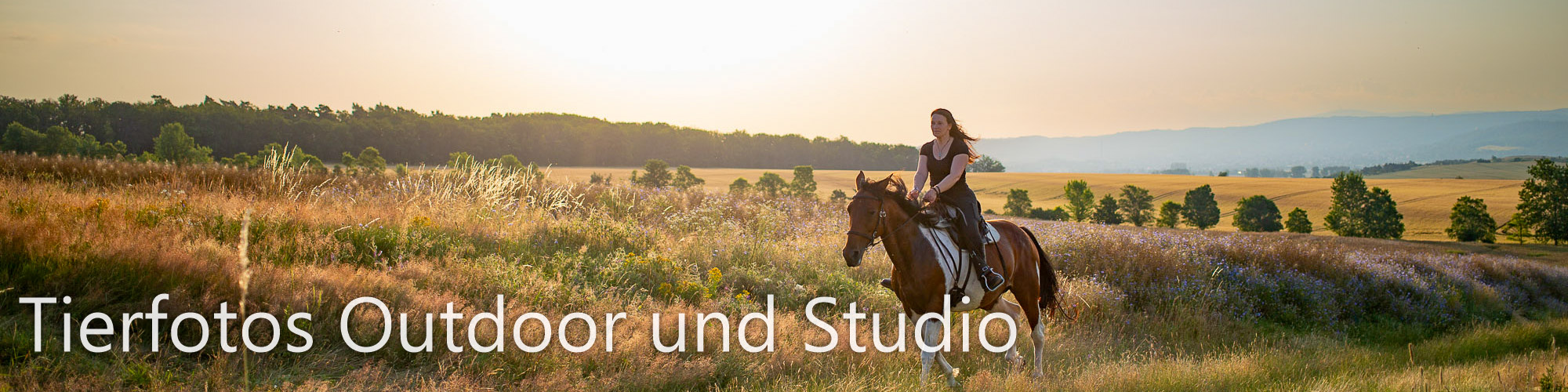 Tierfotos Outdoor und Studio Tierfotos Outdoor und Studio
